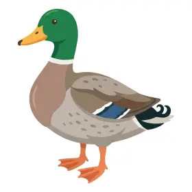 かも