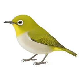 めじろ