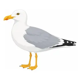 かもめ