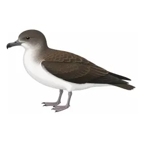 みずなぎどり
