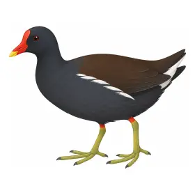 ばん