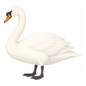 はくちょう