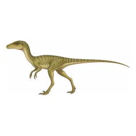 こんぷそぐなとぅす