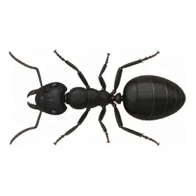 くろおおあり