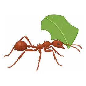 はきりあり