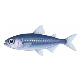 はだかいわし