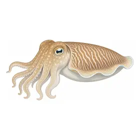 こういか