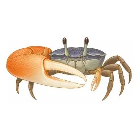 しおまねき