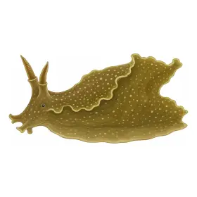 あめふらし