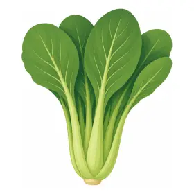 こまつな