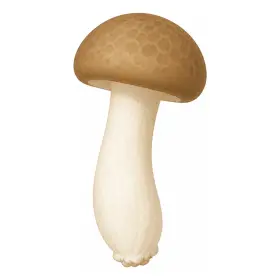 しめじ