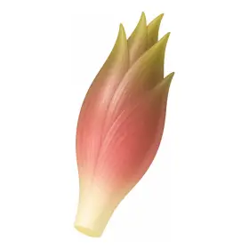 みょうが