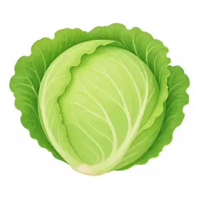 はるきゃべつ