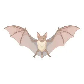 こうもり